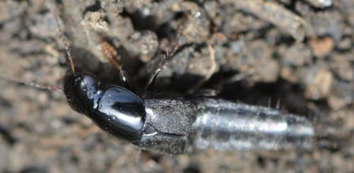 Réf. 282 741 : Quedius levicollis